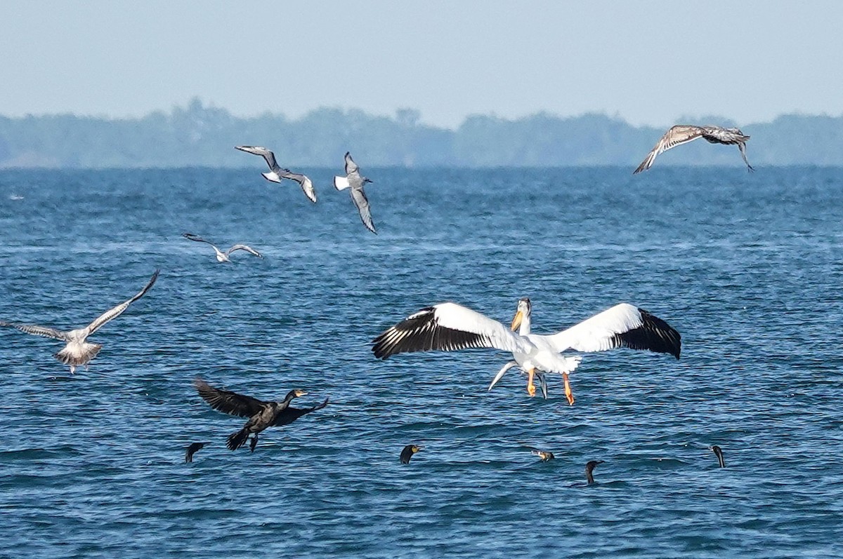 American White Pelican - Mike Burkoski