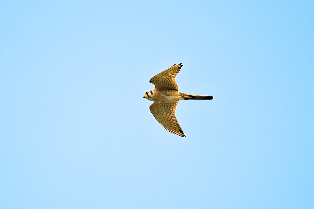 American Kestrel - Janet Hix