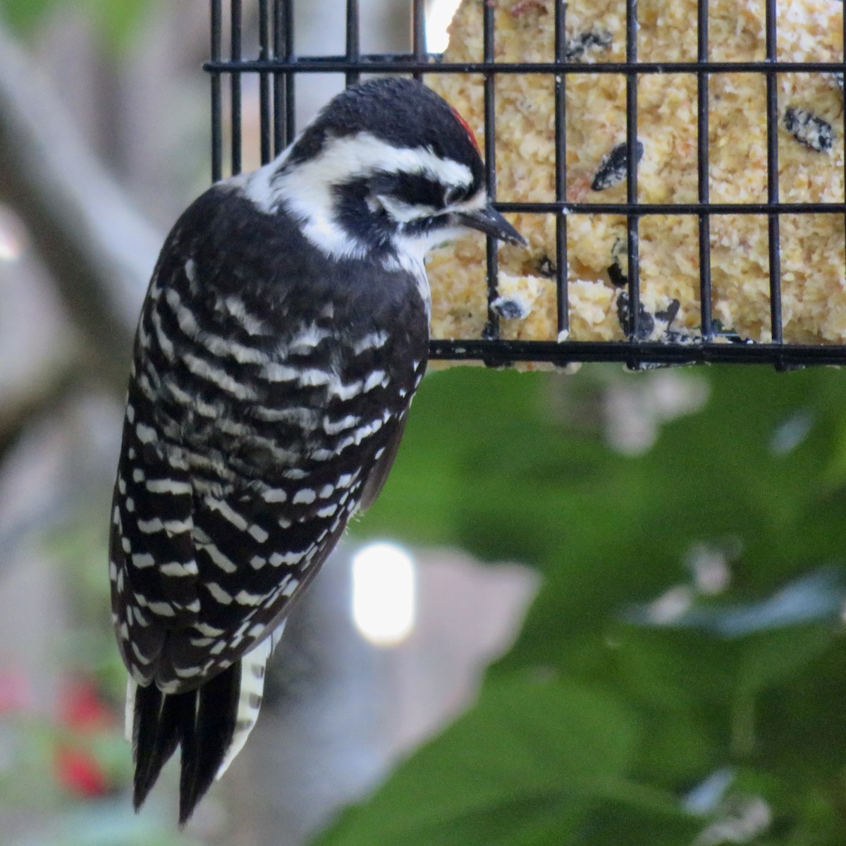 Nuttall's Woodpecker - Anita Toney