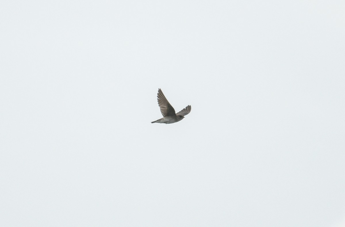 Northern Rough-winged Swallow - Margaret Poethig