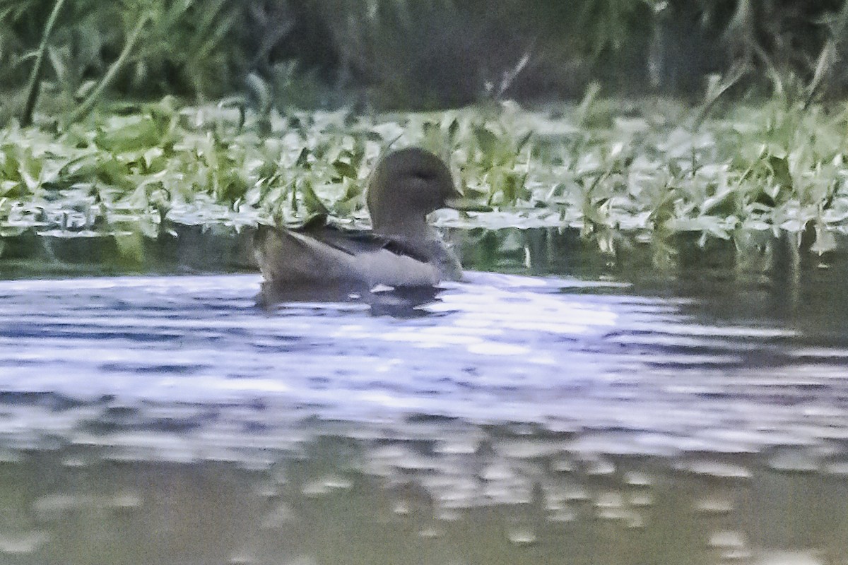 Yellow-billed Teal - Amed Hernández