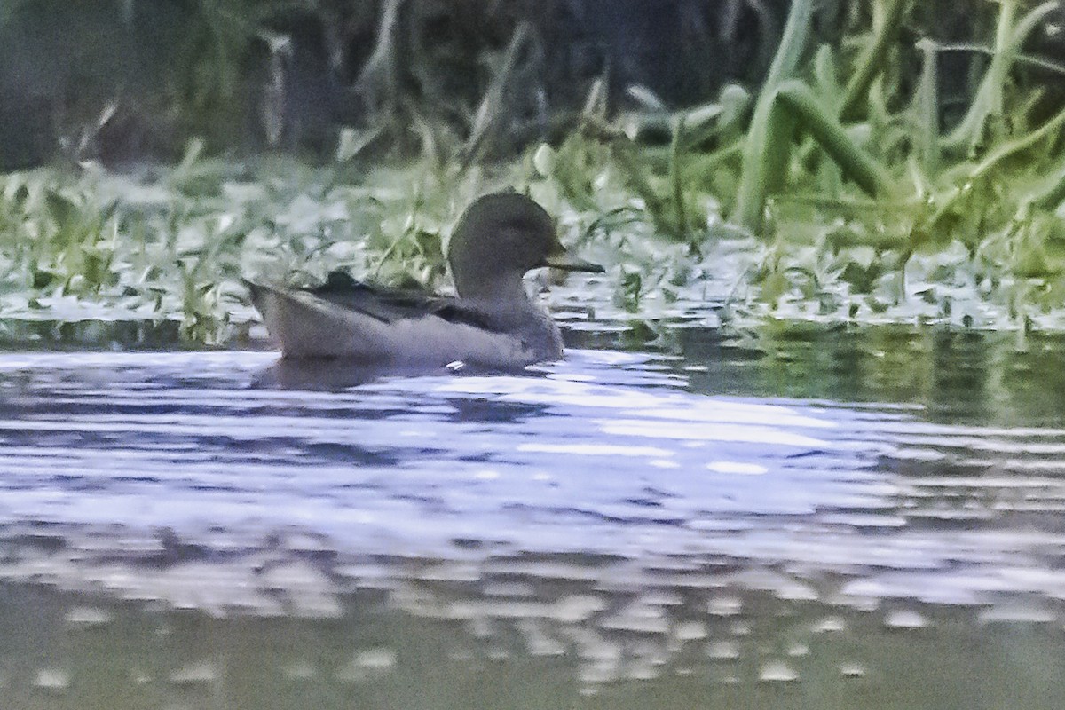 Yellow-billed Teal - Amed Hernández