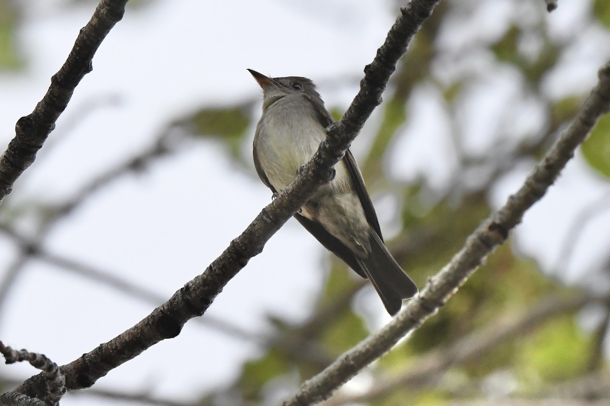 Western/Eastern Wood-Pewee - ML619504115