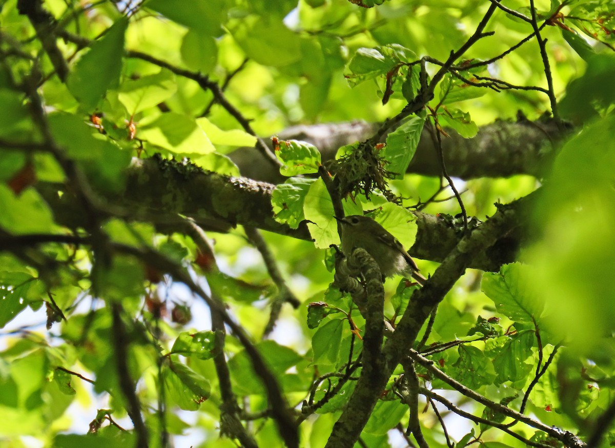 Goldcrest - Francisco Javier Calvo lesmes