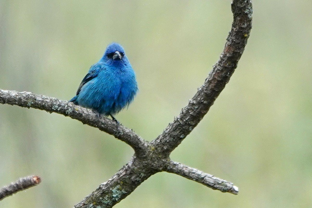 Indigo Bunting - Steve Neely