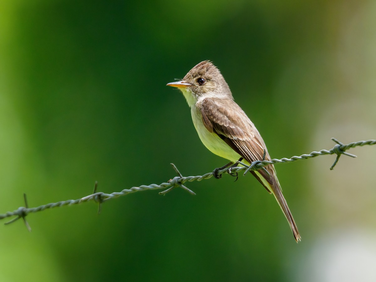 Northern Tropical Pewee - Abe Villanueva