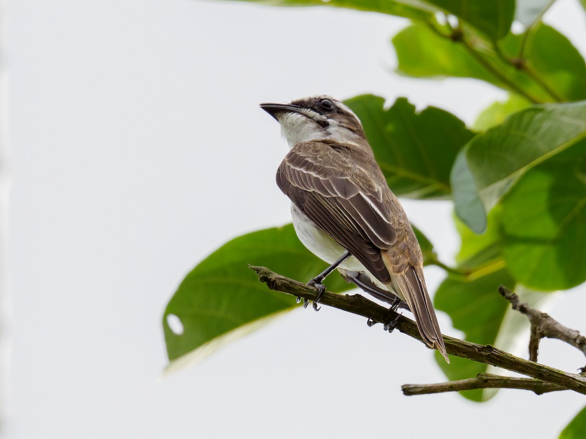 Piratic Flycatcher - Abe Villanueva