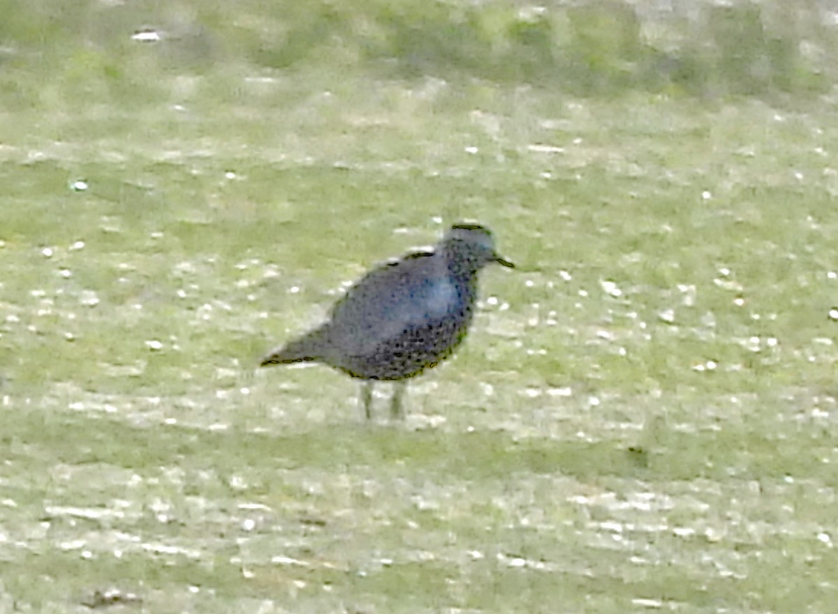 Pacific Golden-Plover - Jock McCracken