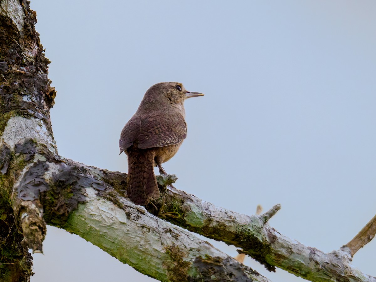 House Wren - Abe Villanueva