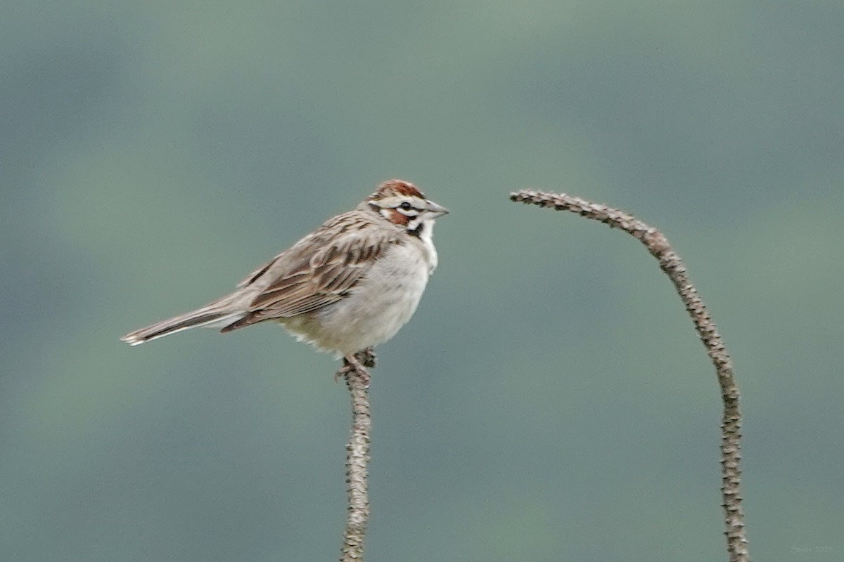 Lark Sparrow - Steve Neely