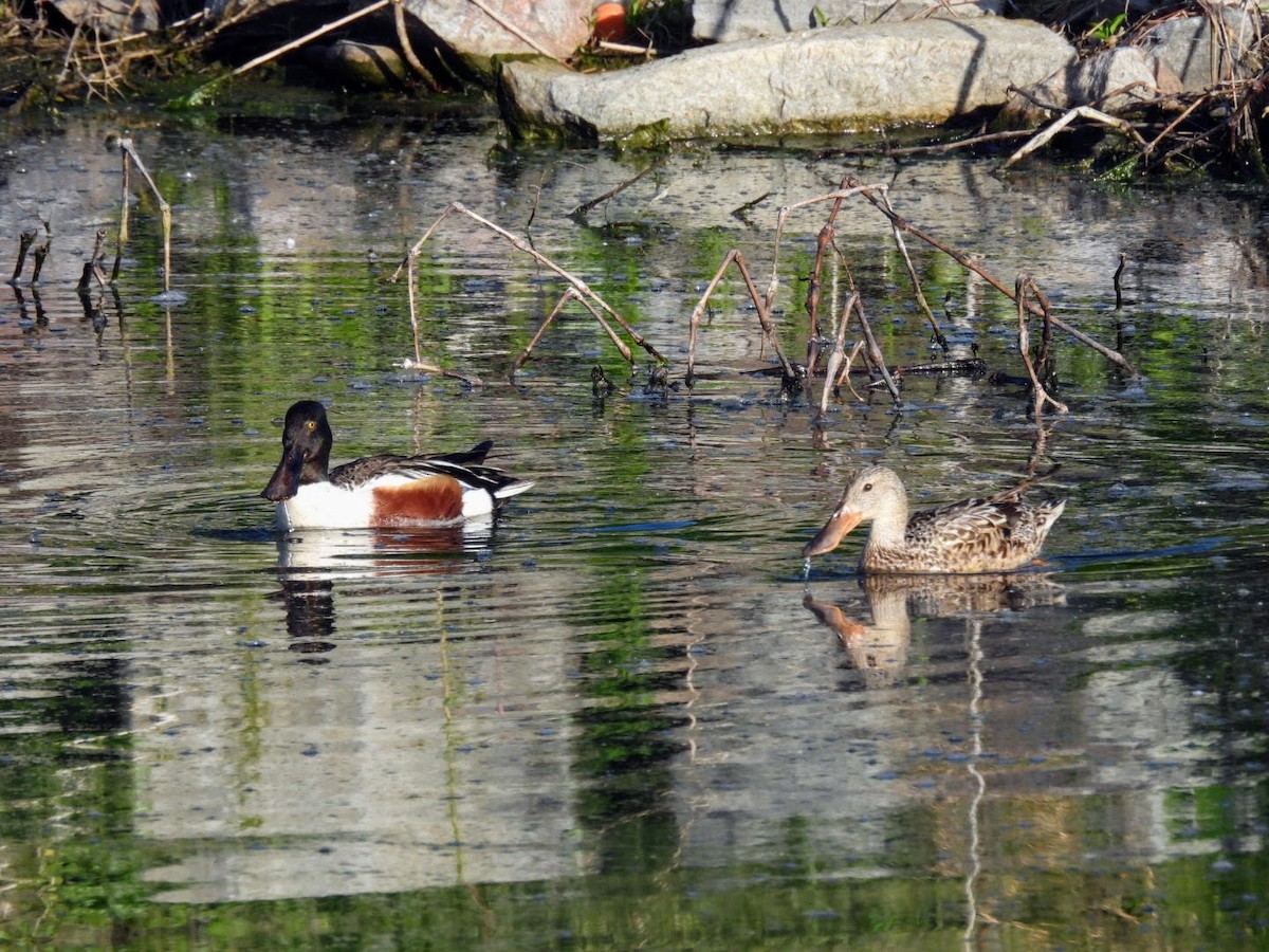 Northern Shoveler - patricia kuzma sell