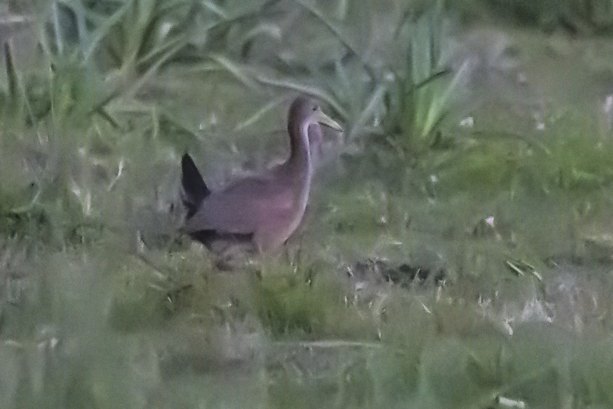 Giant Wood-Rail - Amed Hernández