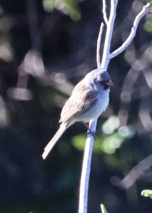 Black-chinned Sparrow - Leo ONeill