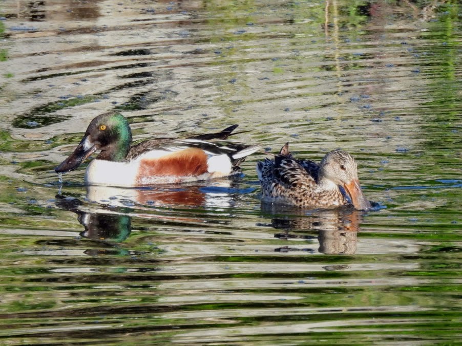 Northern Shoveler - patricia kuzma sell