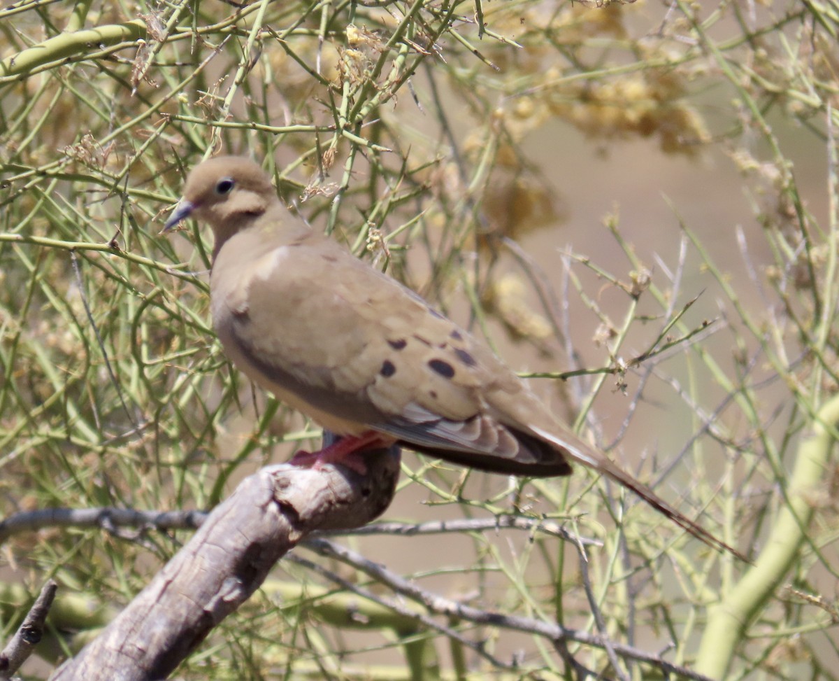 Mourning Dove - Don Witter