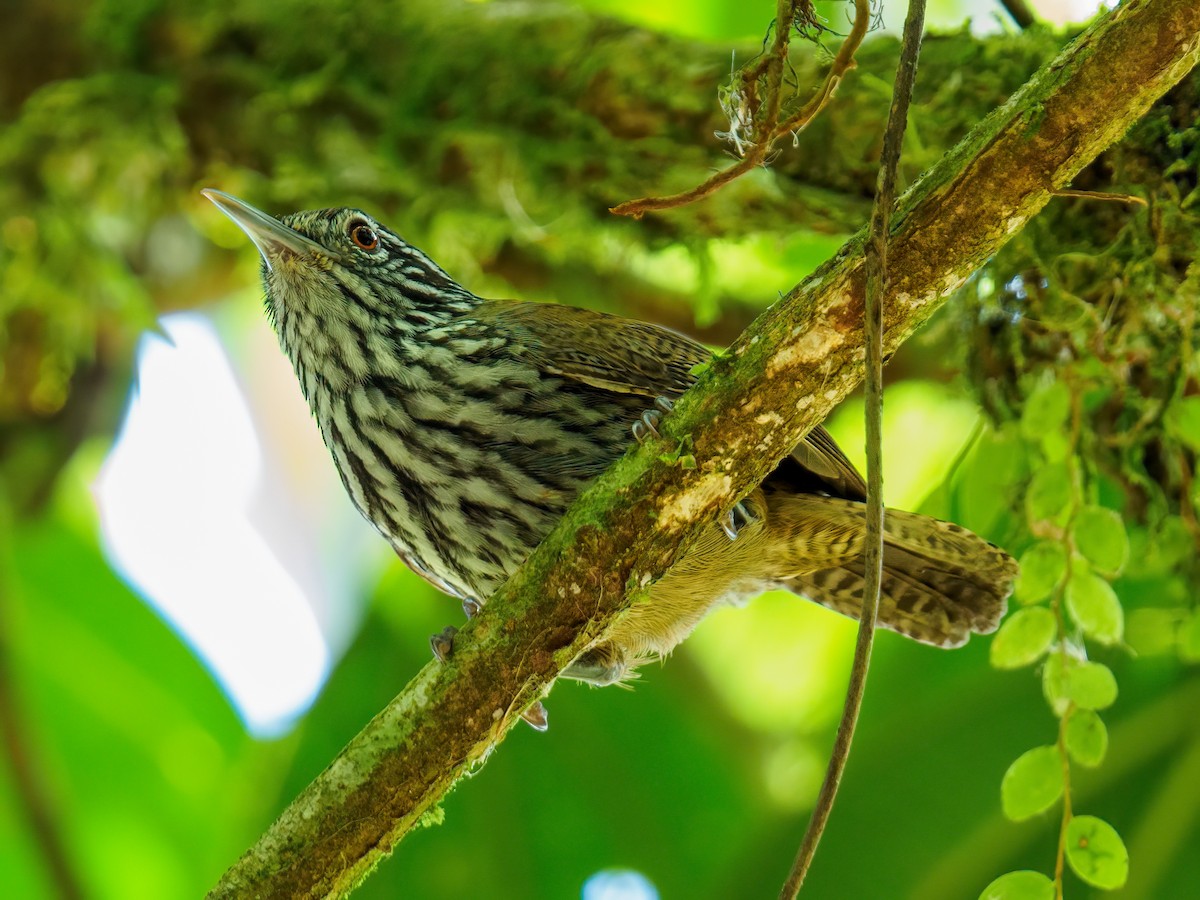 Stripe-breasted Wren - Abe Villanueva