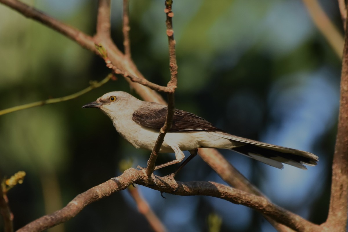 Tropical Mockingbird - Bruce Mast