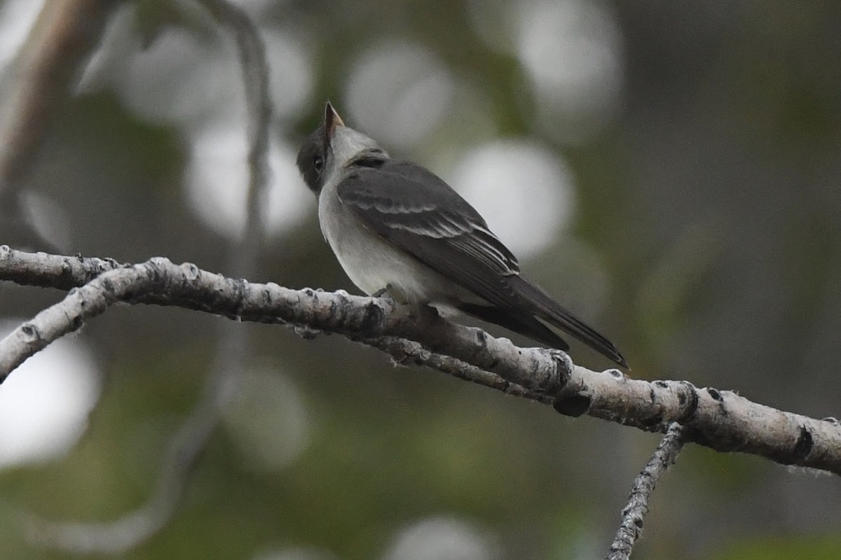 Western/Eastern Wood-Pewee - Loren Wright