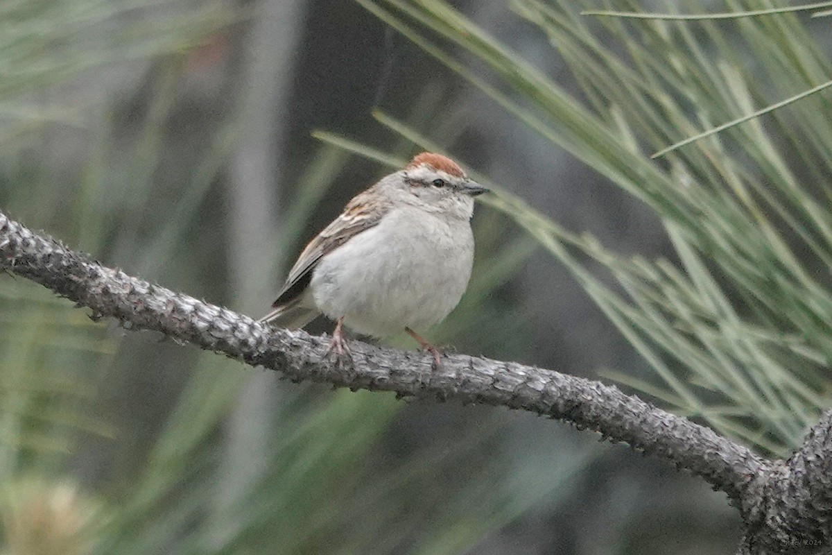 Chipping Sparrow - Steve Neely