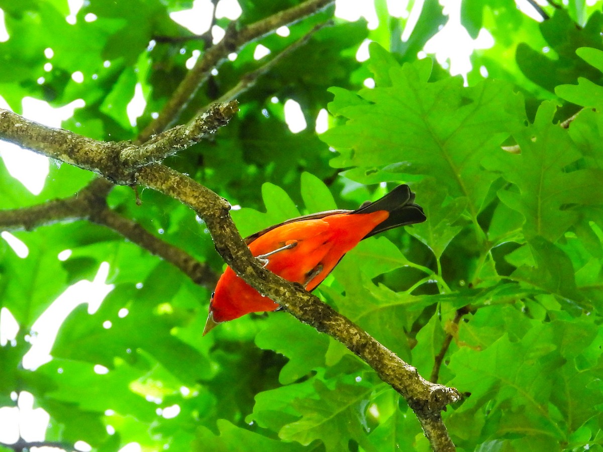 Scarlet Tanager - Haley Gottardo