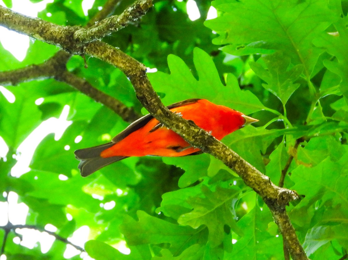 Scarlet Tanager - Haley Gottardo