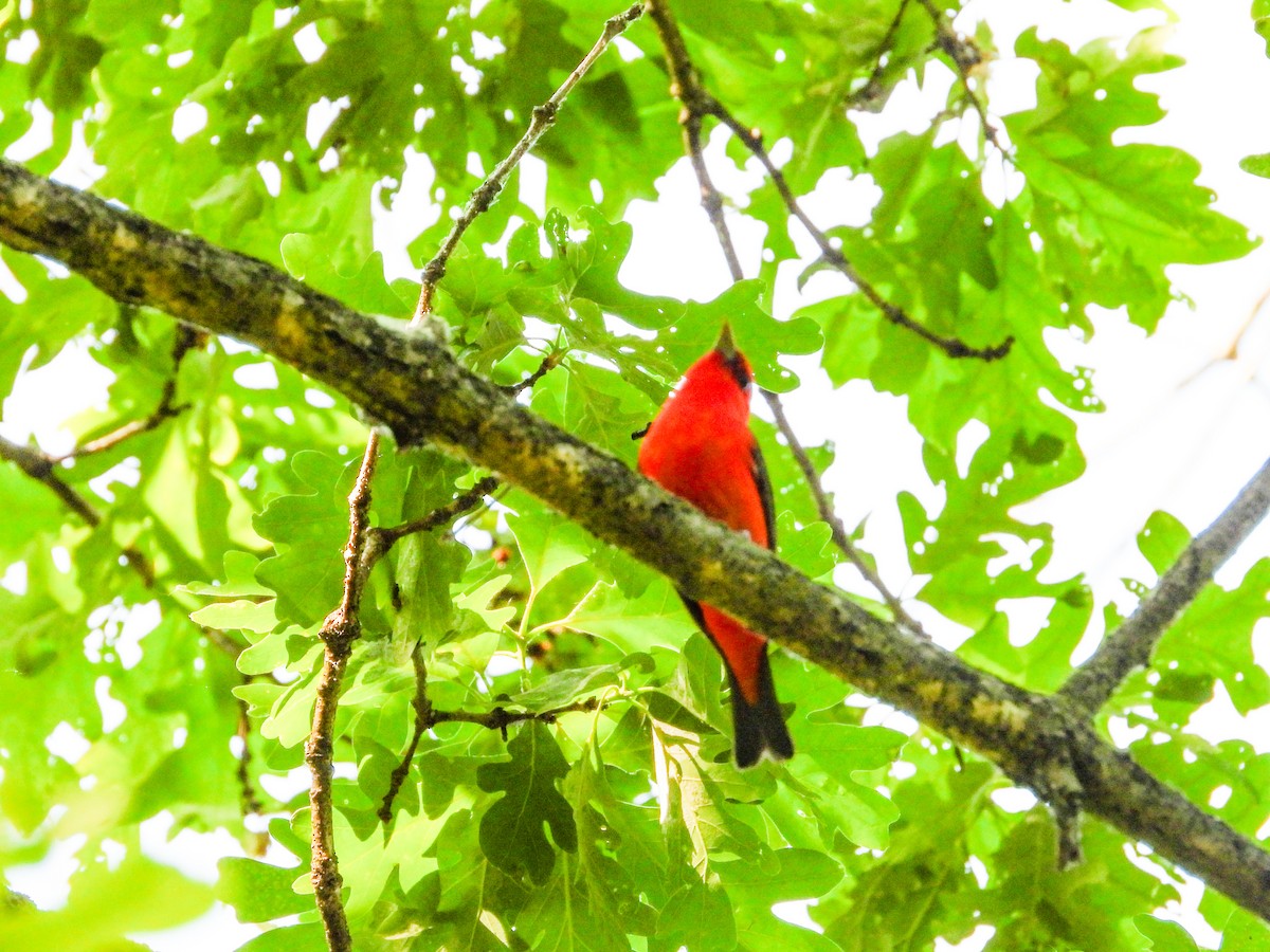 Scarlet Tanager - Haley Gottardo