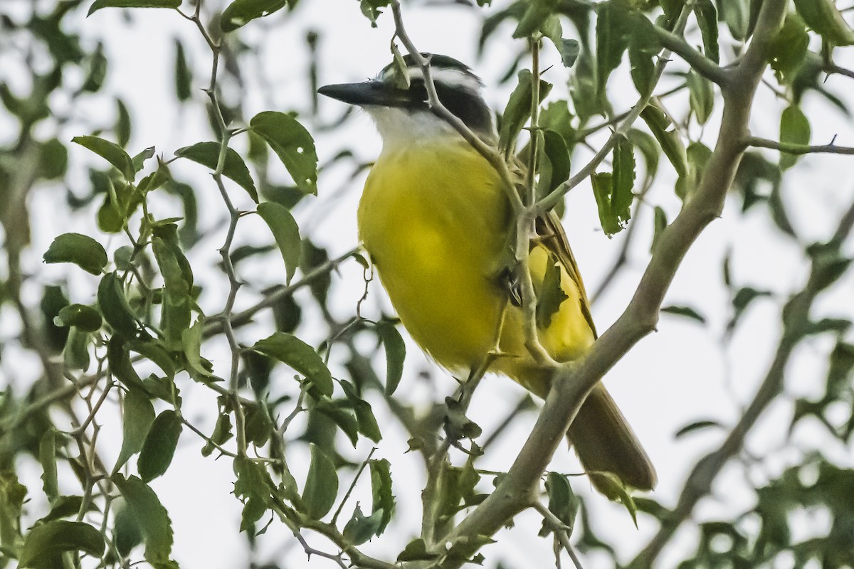 Great Kiskadee - Amed Hernández