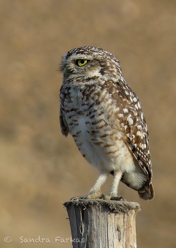 Burrowing Owl - Sandra Farkas