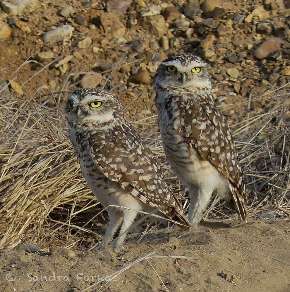 Burrowing Owl - Sandra Farkas