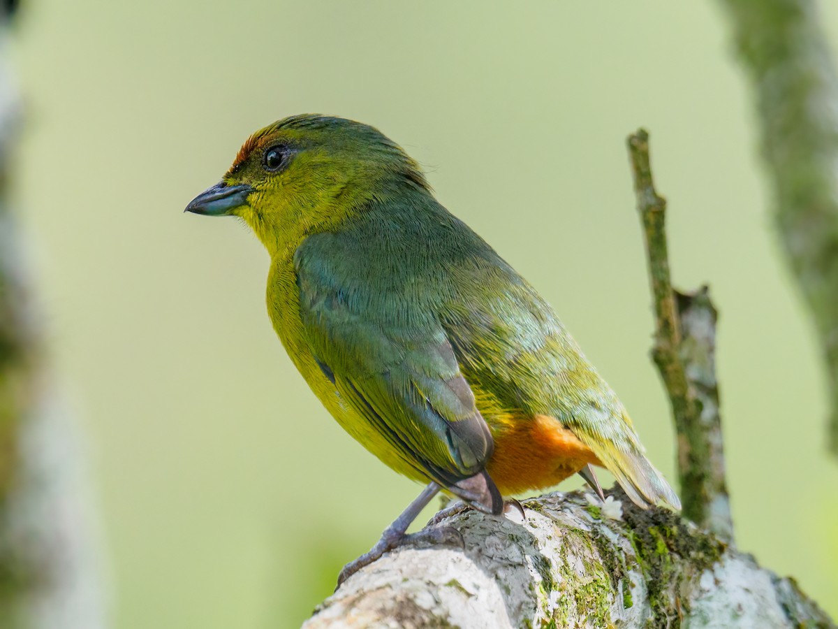 Olive-backed Euphonia - Abe Villanueva