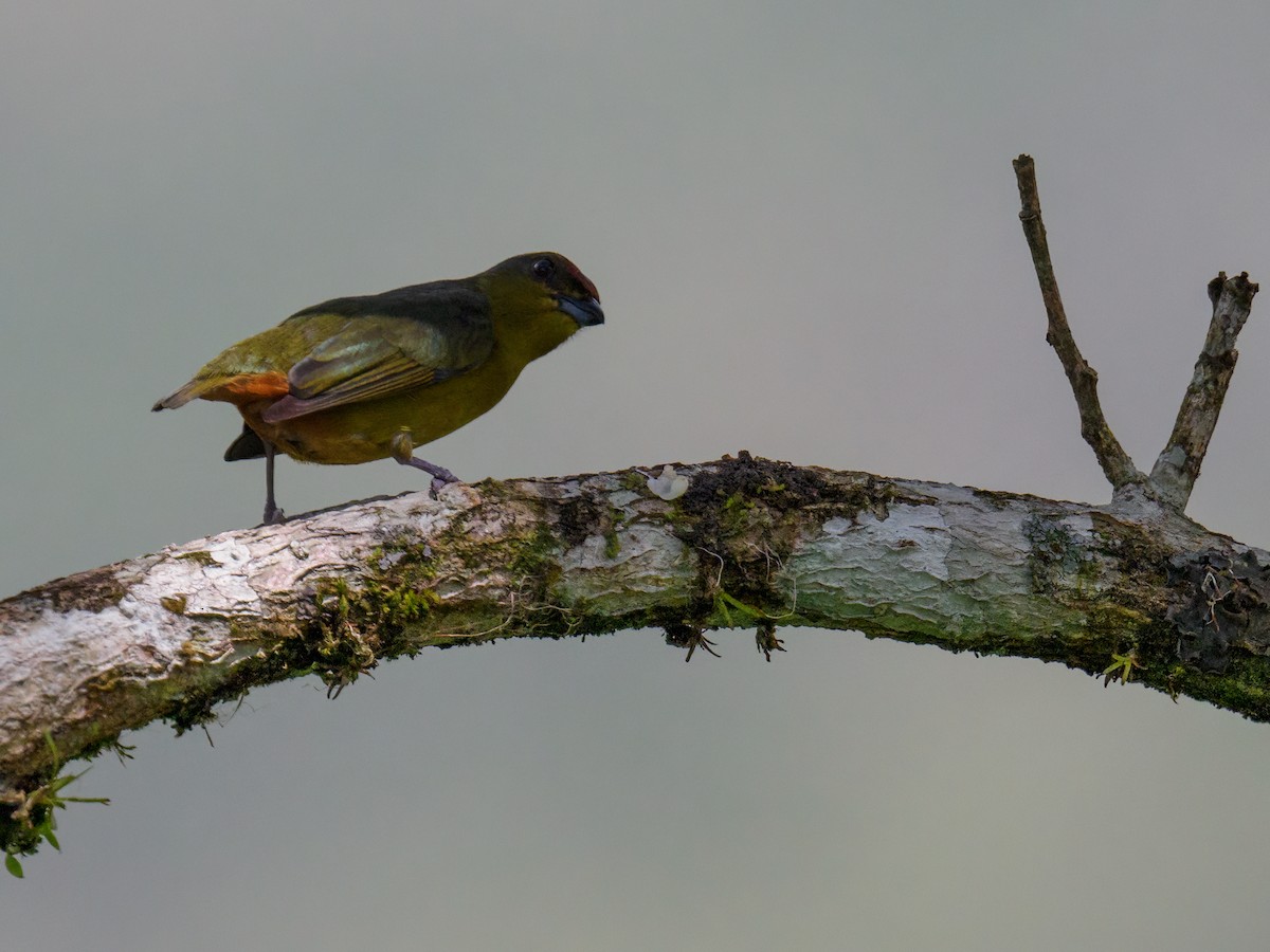 Olive-backed Euphonia - Abe Villanueva