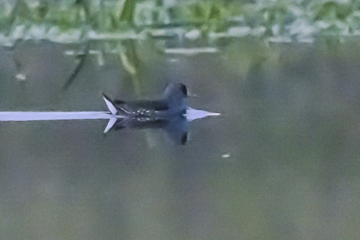 Spot-flanked Gallinule - Amed Hernández