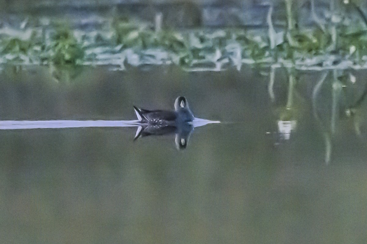 Spot-flanked Gallinule - Amed Hernández