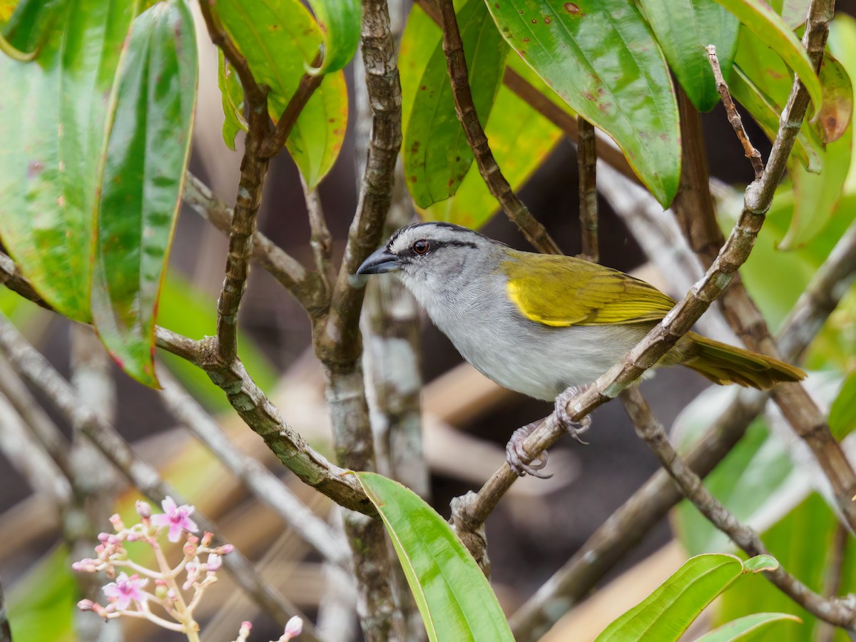 Black-striped Sparrow - ML619504182