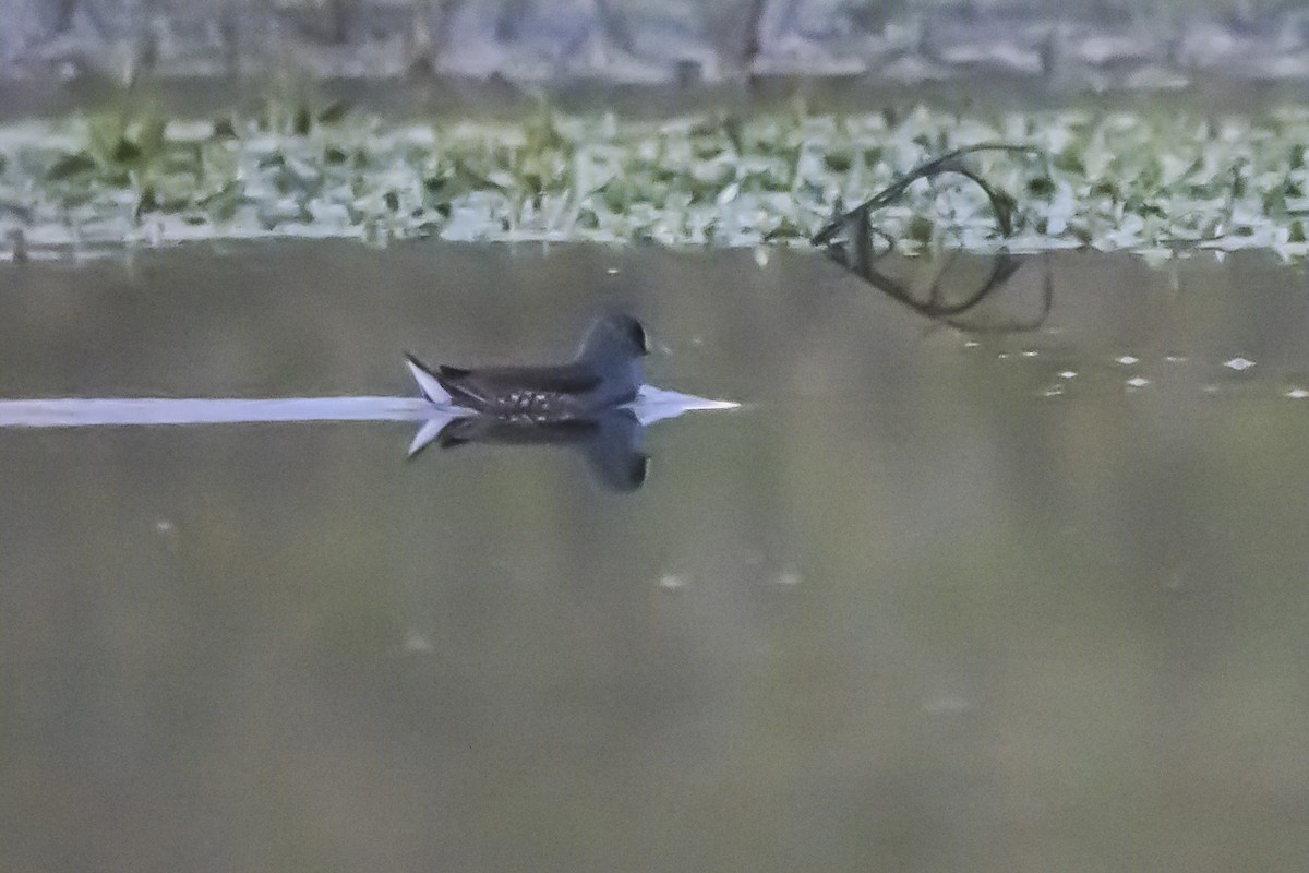 Spot-flanked Gallinule - Amed Hernández