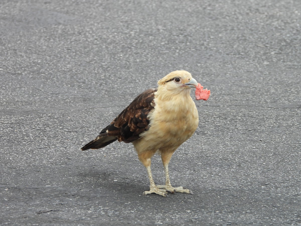 Yellow-headed Caracara - Kaye Burgdorff