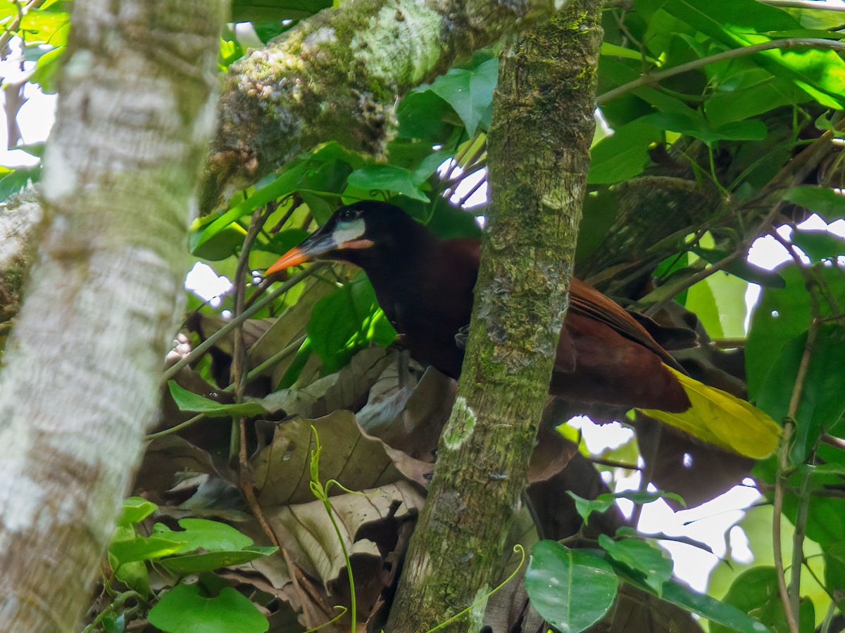 Montezuma Oropendola - Abe Villanueva