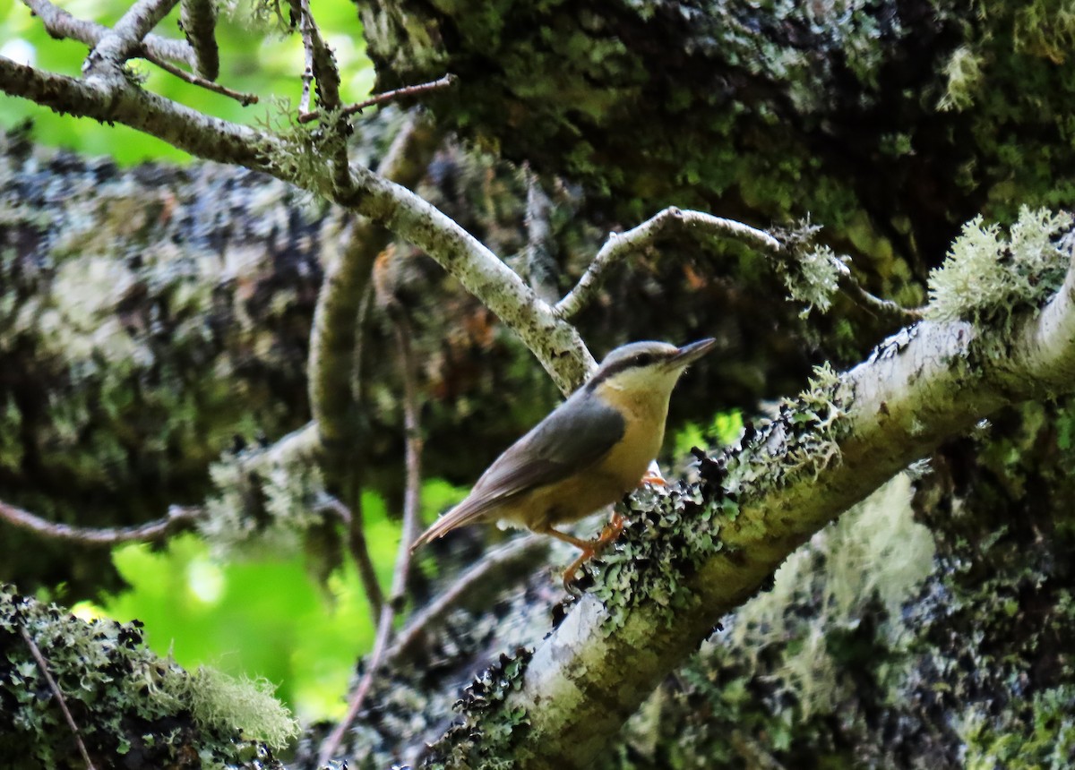 Eurasian Nuthatch - Francisco Javier Calvo lesmes