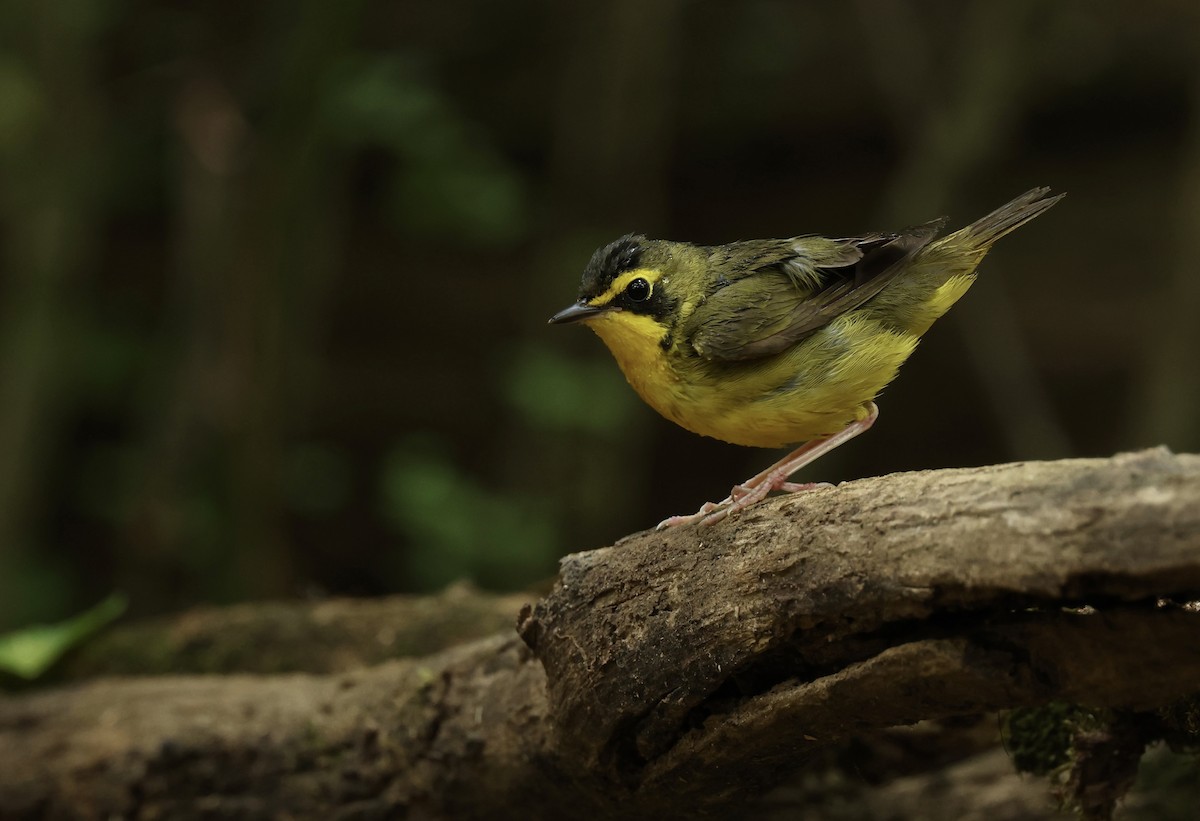 Kentucky Warbler - Grace Simms  🐦‍⬛