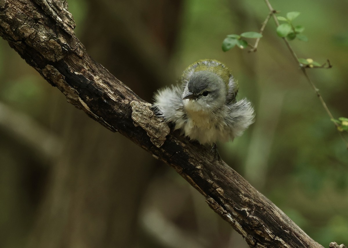 Tennessee Warbler - Grace Simms  🐦‍⬛