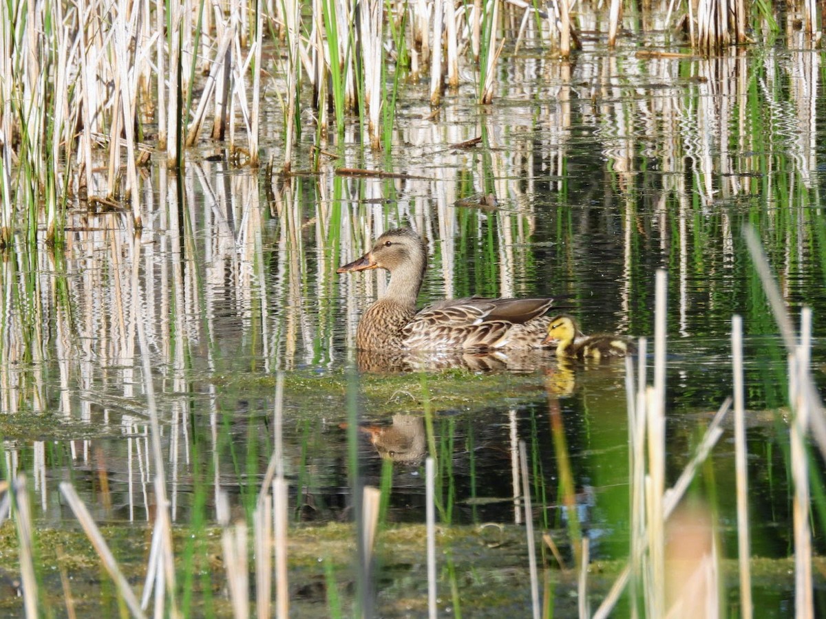 Stockente - ML619504200