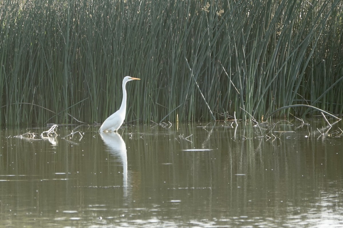 Great Egret - Sara Griffith