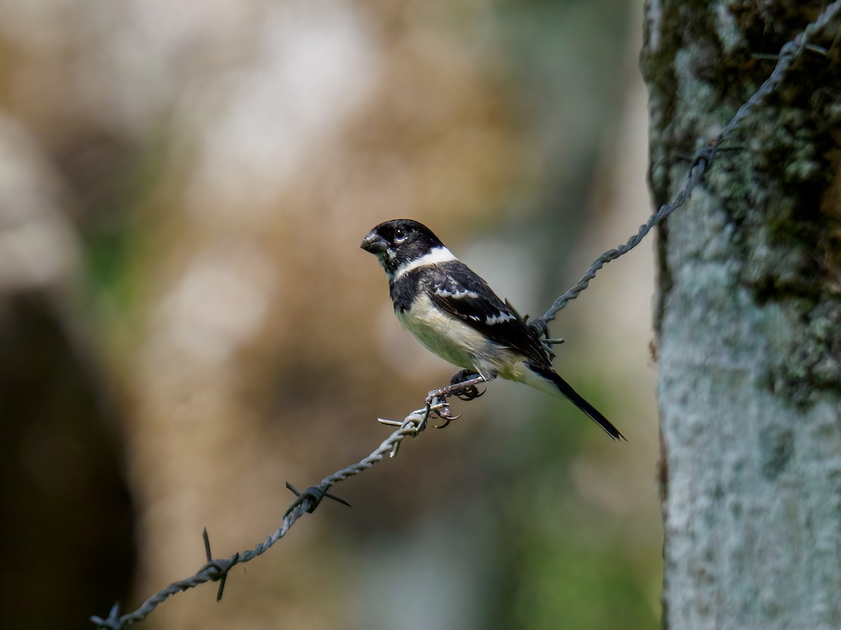 Morelet's Seedeater - Abe Villanueva