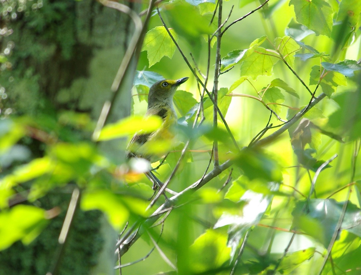 White-eyed Vireo - chuck gehringer