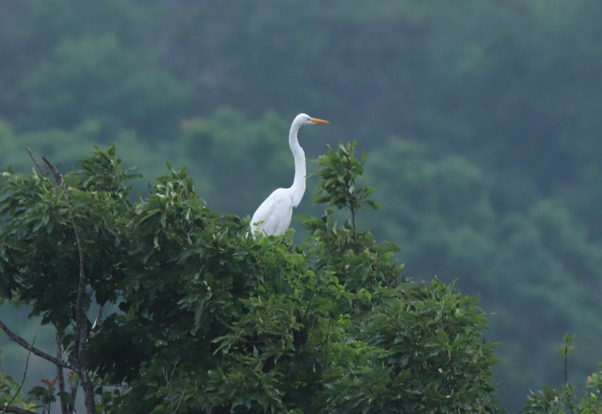 Great Egret - Ruth King