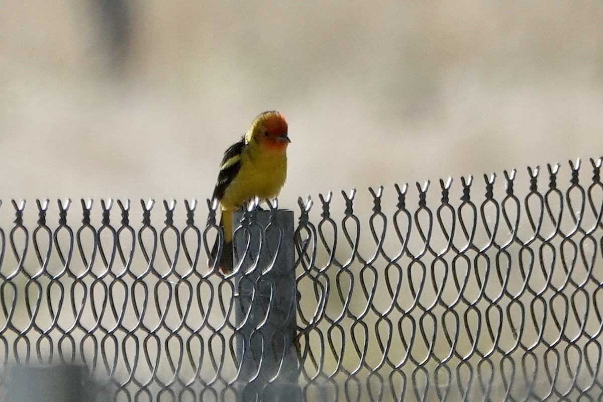 Western Tanager - Sara Griffith