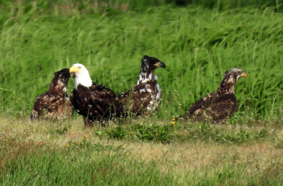 Bald Eagle - Jock McCracken