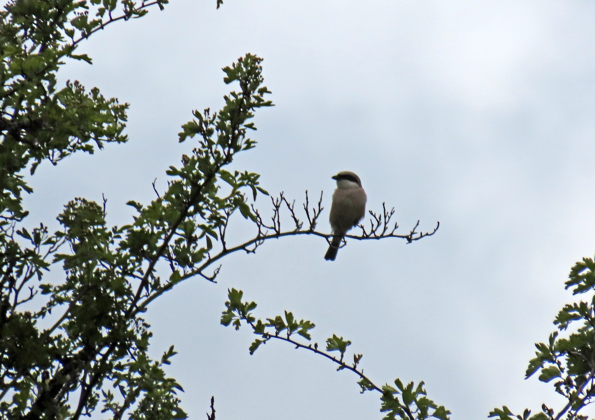 Pie-grièche écorcheur - ML619504232