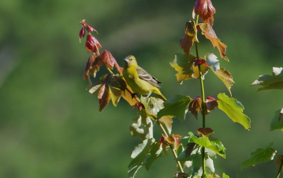 Orchard Oriole - chuck gehringer