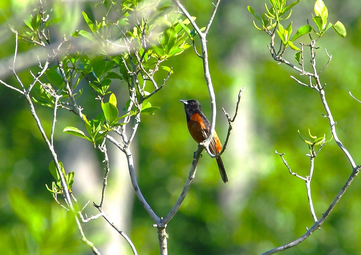 Orchard Oriole - chuck gehringer